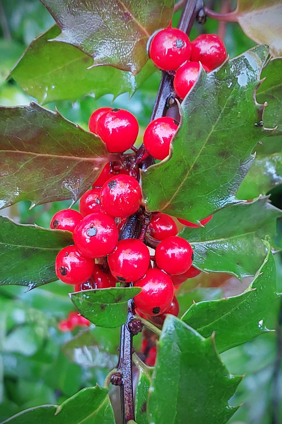 Tee, wild, Blättertee, Buche, Fagus, Herbst, Buchen, Buchenwald, getrocknet, wilder Tee, selber machen, Baumblätter, Tee aus Baumblättern, Rotbuche, Baum, Heilpflanze, Schwarztee-Ersatz, Ilex, Stechpalme