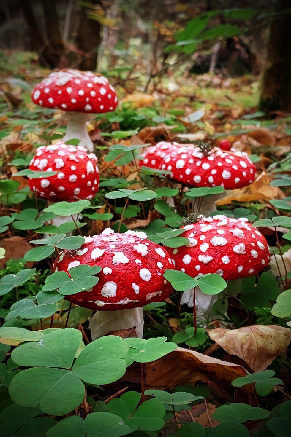 Fliegenpilz, Krötenstuhl, Mythologie, Amanita, Amanita muscaria, selber machen, Papiermaché, handgemacht, diy, Wald, Ibotensäure, Muscimol, Microdosing, getrocknete Pilze, giftig, toxisch, basteln, Pilze, nordische, Pantherina-Syndrom, Pantherpilz 