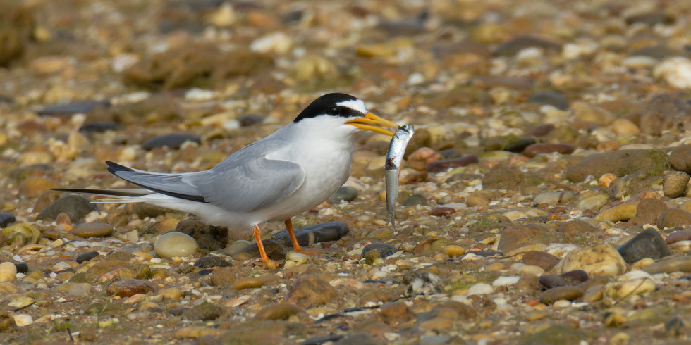 Zwergseeschwalbe mit Brautgeschenk..