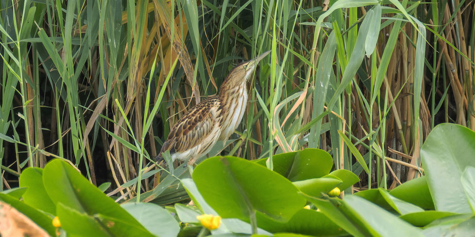 Zwergdommel Jugendkleid