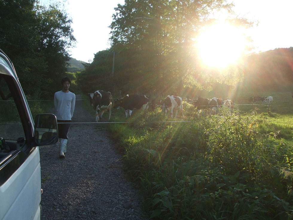 夕方の搾乳に向かう牛たちの先頭を歩く可以。開設して８か月、だいぶ牧場の親方らしくなってきた。