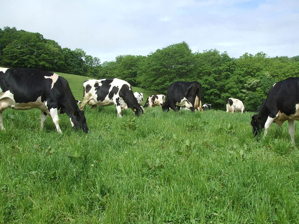 山﨑牧場の放牧、ノンビリと草を食む牛たちを見ていると幸せな気分になる。
