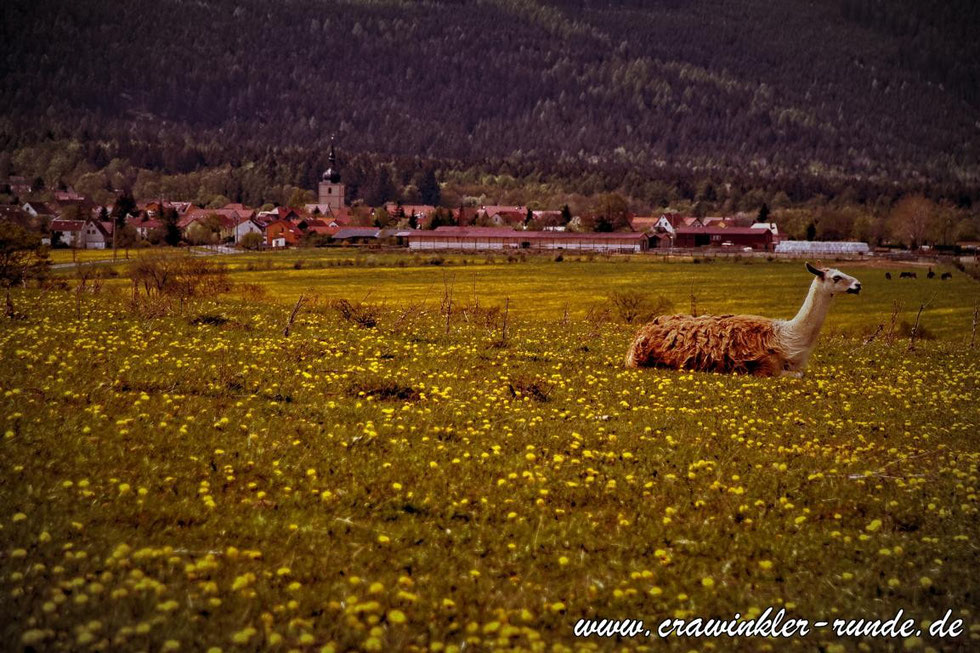 Bild: crawinkler-runde.de