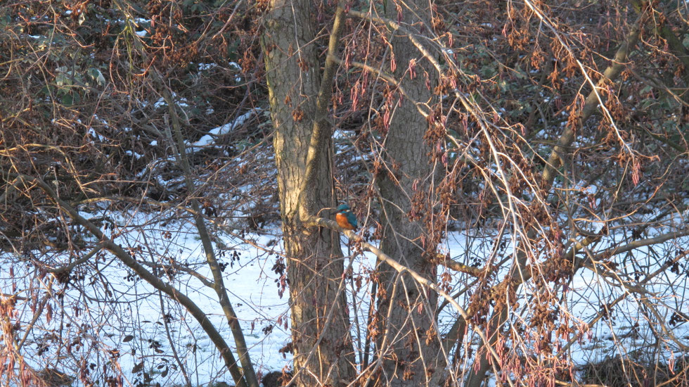 Eisvogel am Rehbach
