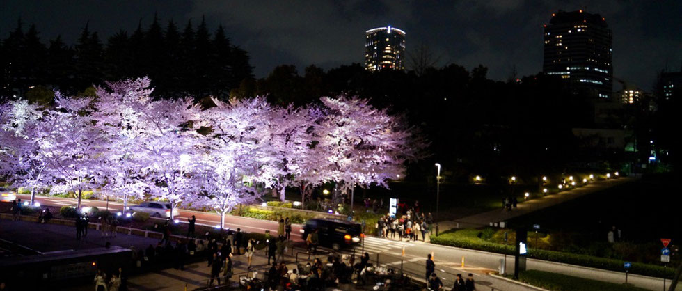 Kirschblüte am Hinokicho Park