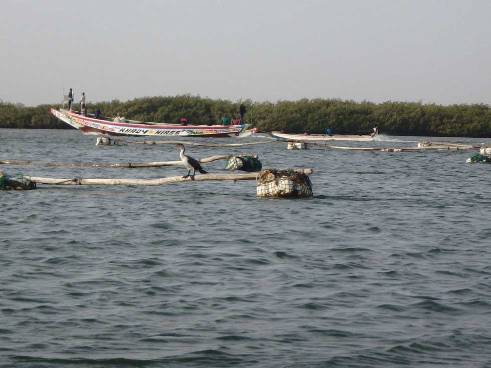 Mar Lodj, boat trip, Sine-Saloum delta
