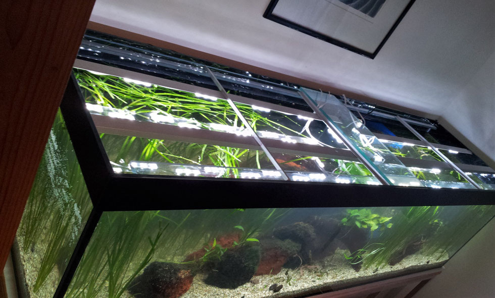 Aufbau eines Aquariums 2016 - DAS PFLEGELEICHTE AQUARIUM
