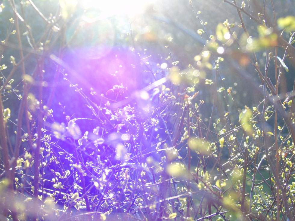 ©www.lichtwesenfotografie.com "Hinwendung zum Licht 1"
