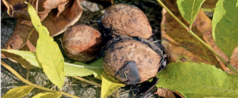 Was braucht man zum Urban Gardening ? Schachtel gefüllt mit Seedballs und einer kleinen Stecklingsschere auf einem alten Gartenstuhl