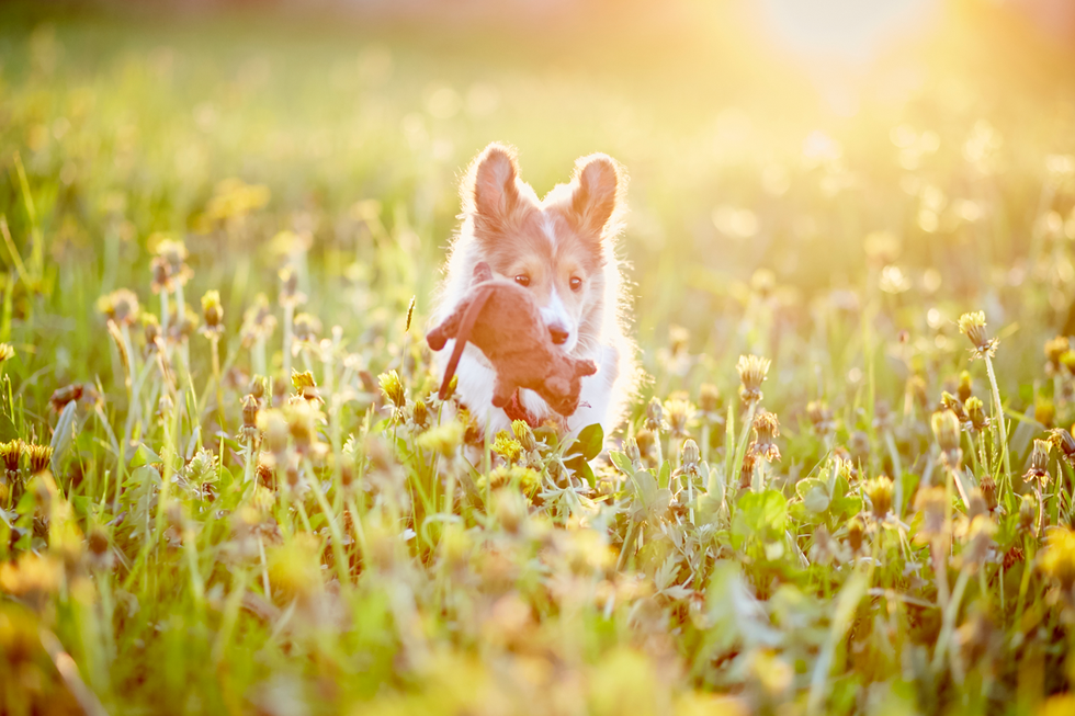 Tierfotografie Welpe fotografieren Hundefotografie Fotografie Tipps Workshop CoachIng Tutorial Rheinfelden Lörrach Basel Freiburg bern Zürich Baden Württemberg Schweiz Canon Kamera Spiegelreflex