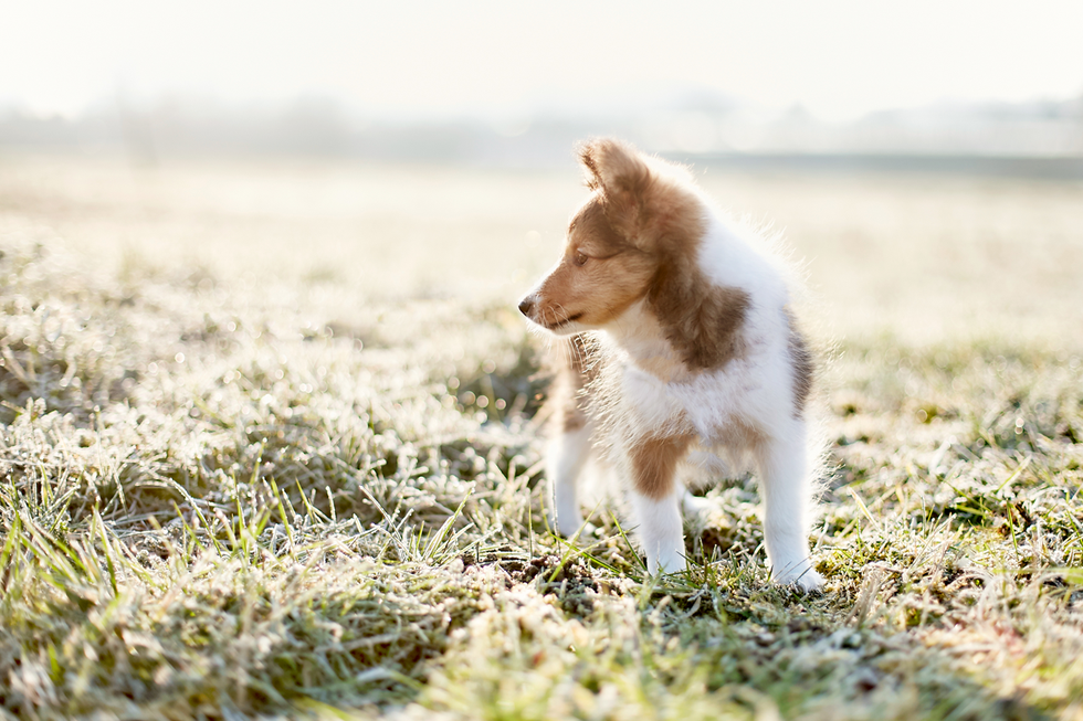 Tierfotografie Welpe fotografieren Hundefotografie Fotografie Tipps Workshop CoachIng Tutorial Rheinfelden Lörrach Basel Freiburg bern Zürich Baden Württemberg Schweiz Canon Kamera Spiegelreflex