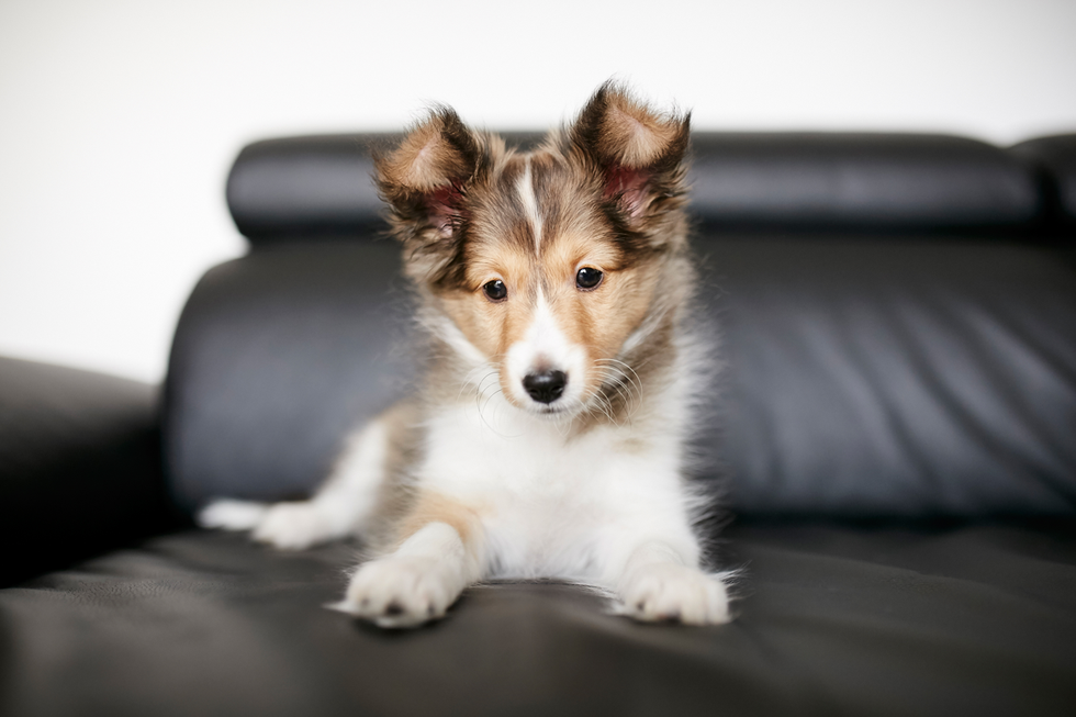 Tierfotografie Welpe fotografieren Hundefotografie Fotografie Tipps Workshop CoachIng Tutorial Rheinfelden Lörrach Basel Freiburg bern Zürich Baden Württemberg Schweiz Canon Kamera Spiegelreflex