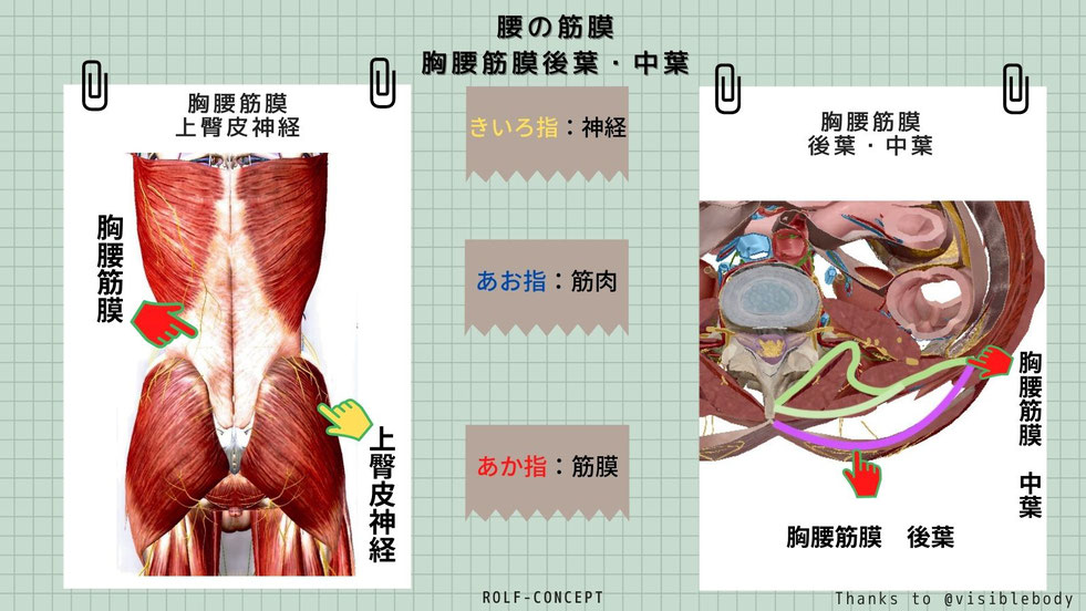 腰の筋膜 胸腰筋膜(後葉・中葉)