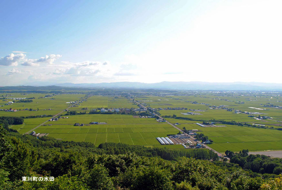 東川町の水田