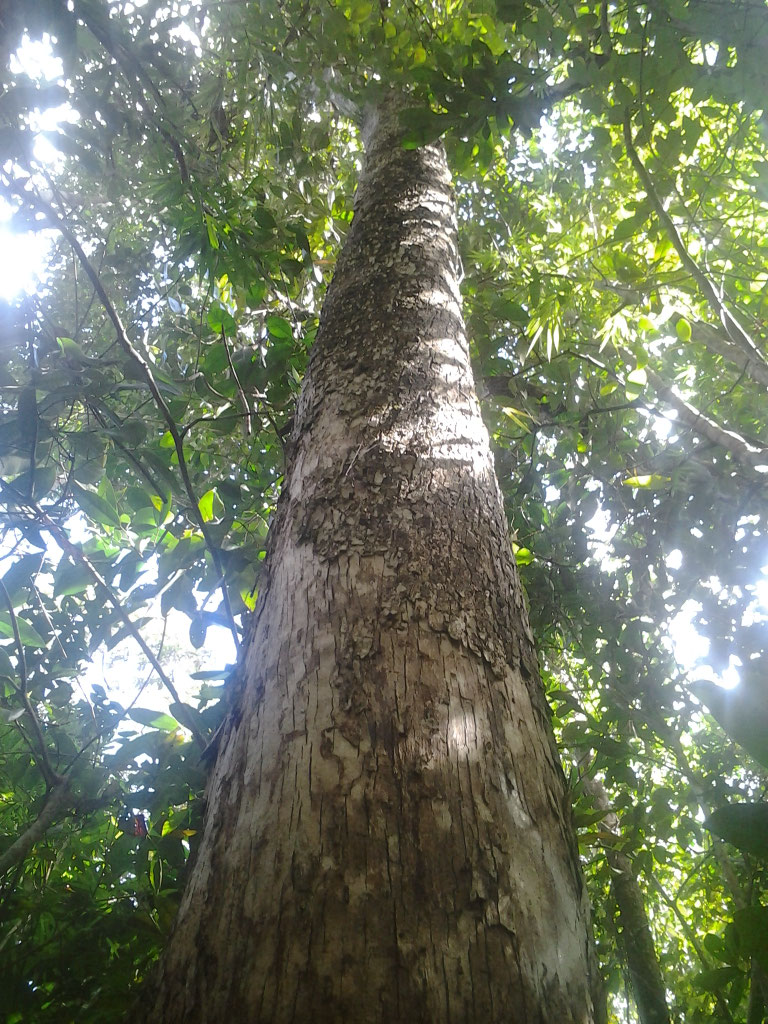 “Stronger than Steel!” Save the Philippine Ironwood and other hardwoods