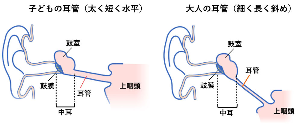 耳管,子ども,大人