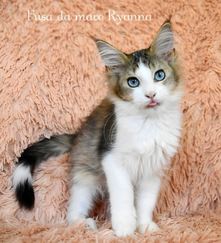 Cucciolo Maine coon Golden occhi blu