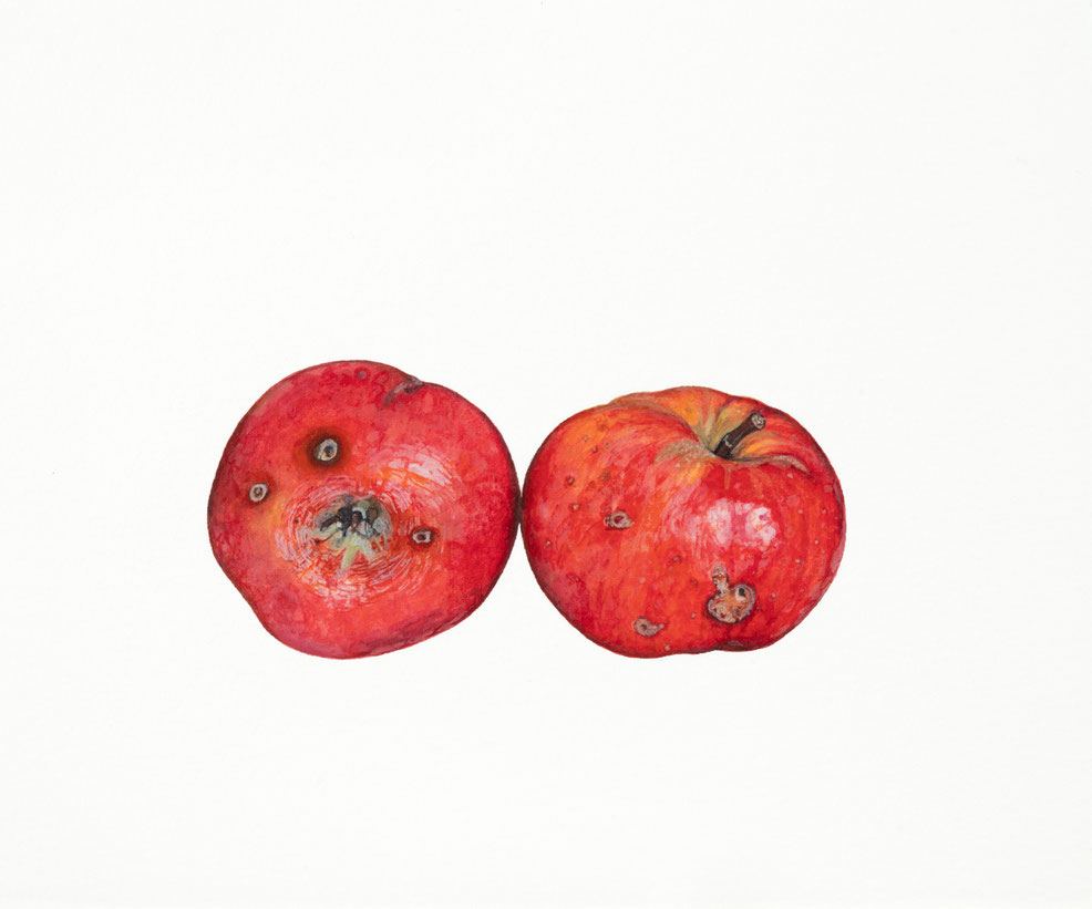 Malus sieversii, Rosaceae, 2025, 21x24cm, Aquarellfarbe, Schmincke Horadam auf Arches 640g ©️brigitte hofherr