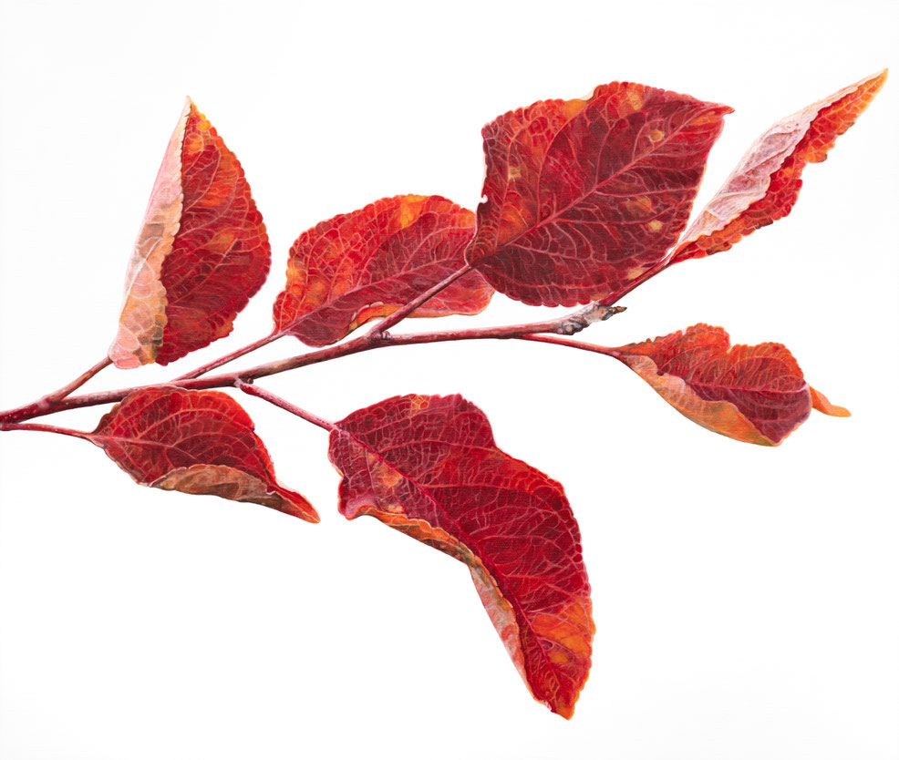 Malus sieversii, Rosaceae, 2023, 60x70x2cm, oil on linen ©️brigitte hofherr