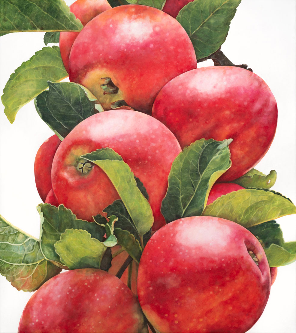 Malus sieversii, Rosaceae, 2023 90x100x4cm, oil on linen ©️brigitte hofherr