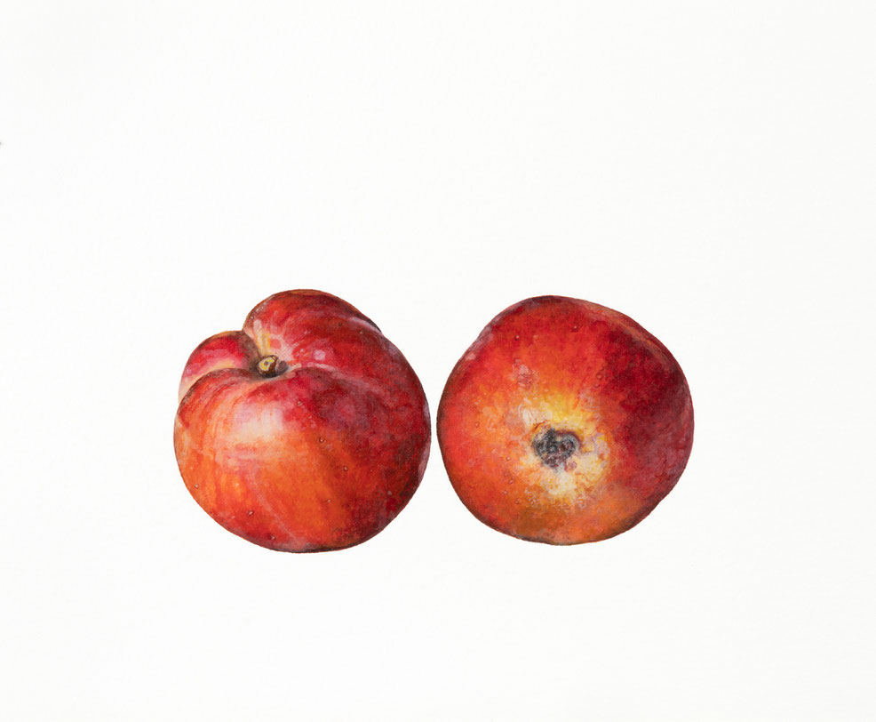 Malus sieversii, Rosaceae, 2025, 21x14cm, Aquarellfarbe, Schmincke Horadam auf Arches 640g ©️brigitte hofherr