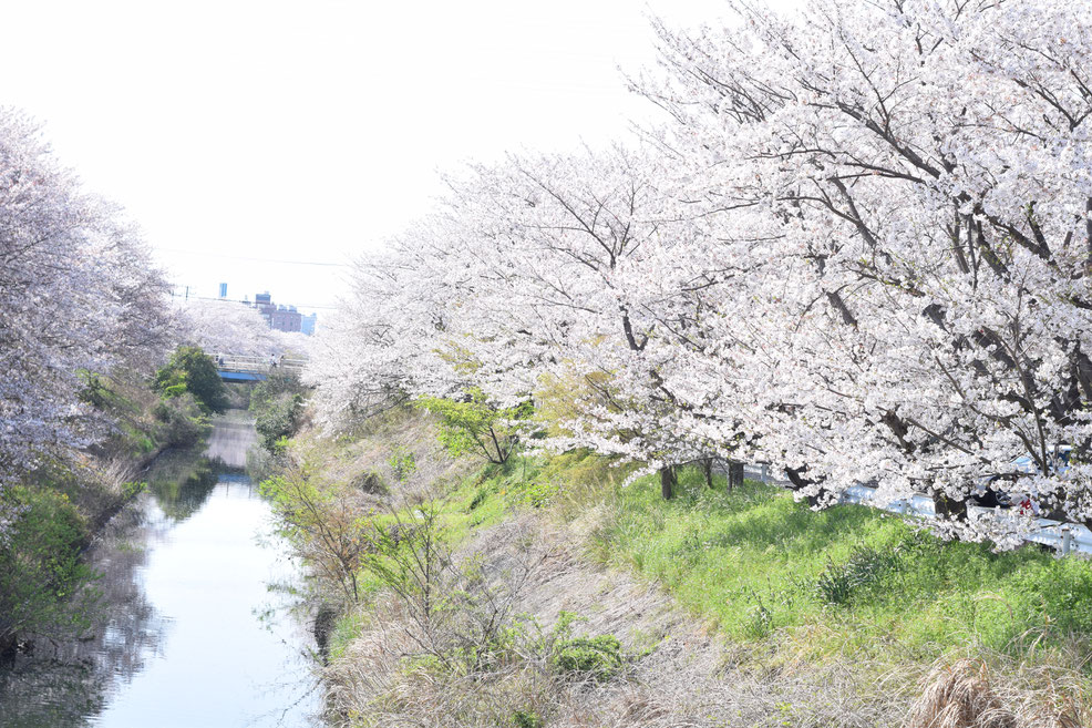 矢那川沿いの桜並木