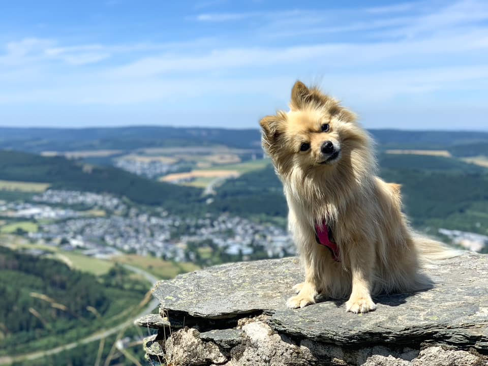 Urlaub mit Hund Sauerland - Haus am Wald Sauerland - Urlaub mit Hund