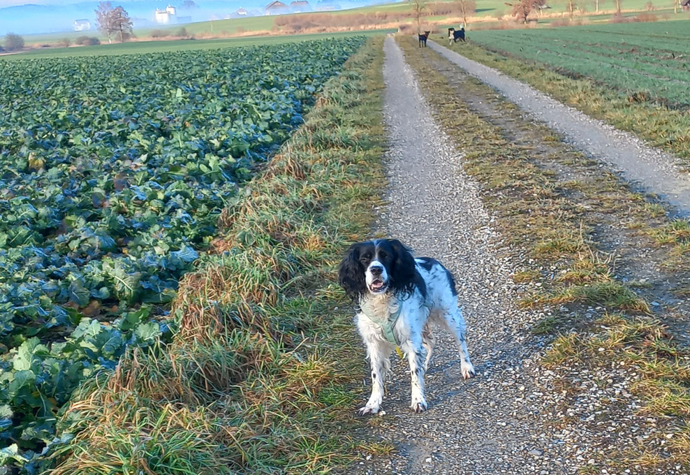 Hund auf Feldweg