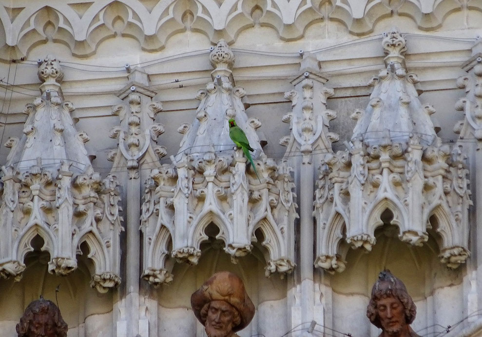 Une des nombreuses perruches vertes posée sur la cathédrale