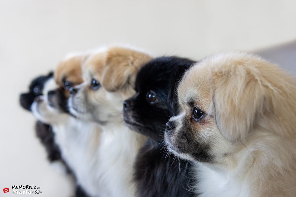 Tibetans Spaniels @Dedicated To Poppy, Gemma, Bristow, Kim-Joy, Coco & Pip