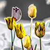 379 TulpenSolarGelbGrau