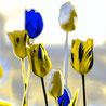 376 TulpenSolarGelbBlau