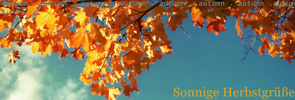 Bild: ein goldener Herbst | Claudia Karrasch