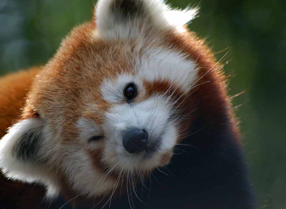 Kleine Panda