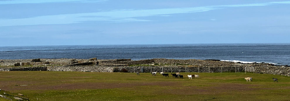 The punds (drystone wall sorting pens for shearing the North Ronaldsay sheep), overlooking the North Atlantic miles away to reach Shetland