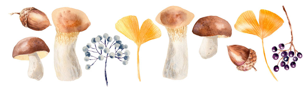 Herbst Aquarell, Blätter malen, Pilze mit Aquarellfarben malen, Wald Aquarell, Eicheln malen, Fliegenpilz malen, Natur mit Aquarellfarben, wie malt man mit Aquarellfarben, kostenloser Malkurs Aquarell, Illustration Berlin, Food Illustration Berlin