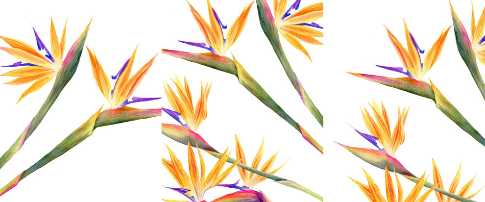 Stelitzien, Aquarell, botanical watercolor workshop, Malkurs, Malen lernen, botanisches Aquarell, Blumen malen, wie malt man Blumen, Farben mischen, Farbkreis, Farbtheorie, Blumenaquarell, tropische Blumen malen, Bird of paradise flower, online malkurs
