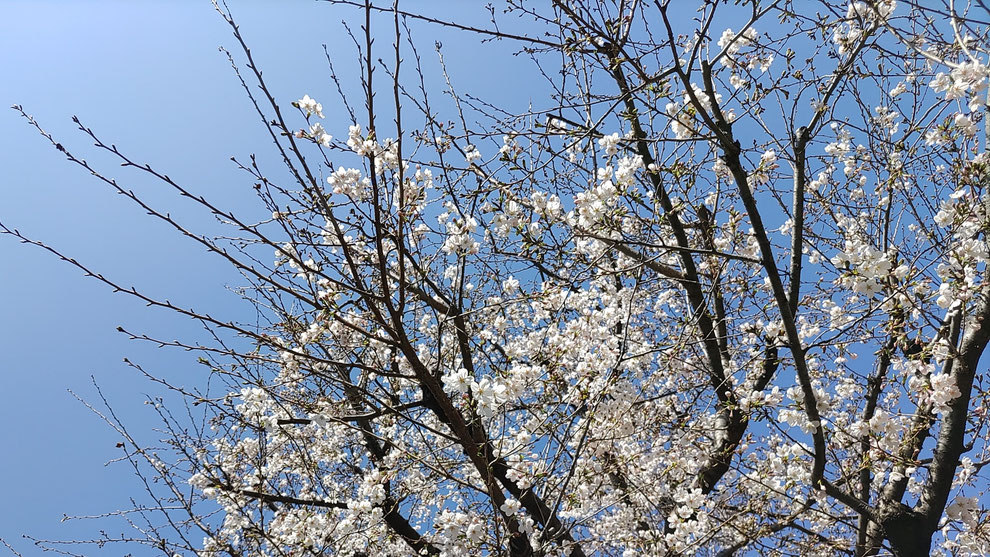2026年3月24日の桜(2)