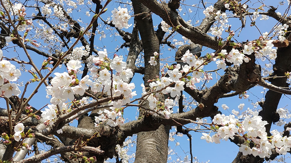 2026年3月24日の桜(1)