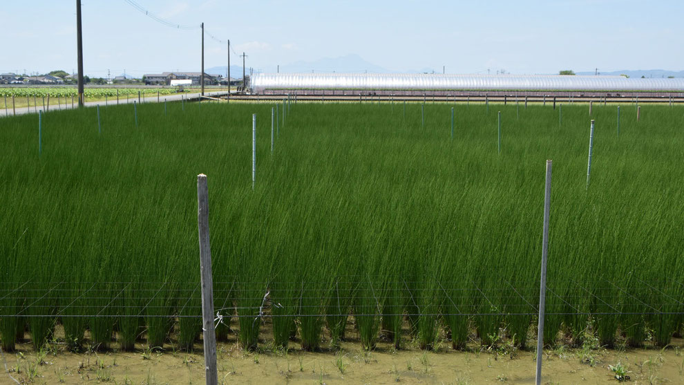 産地、熊本のイ草の様子