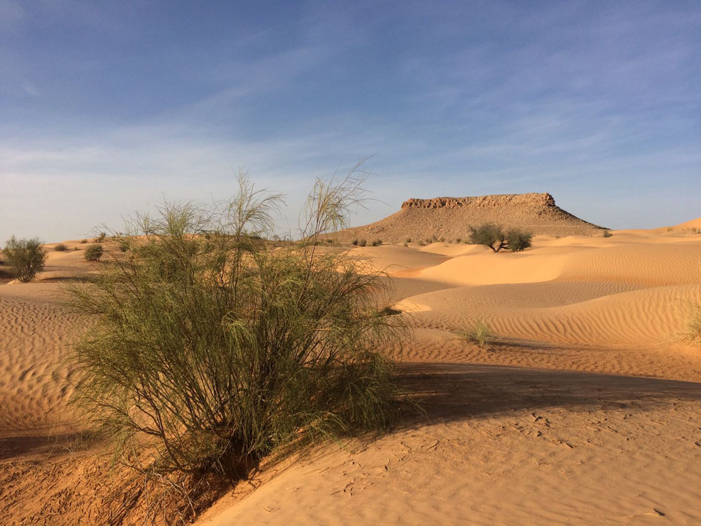 Sahara