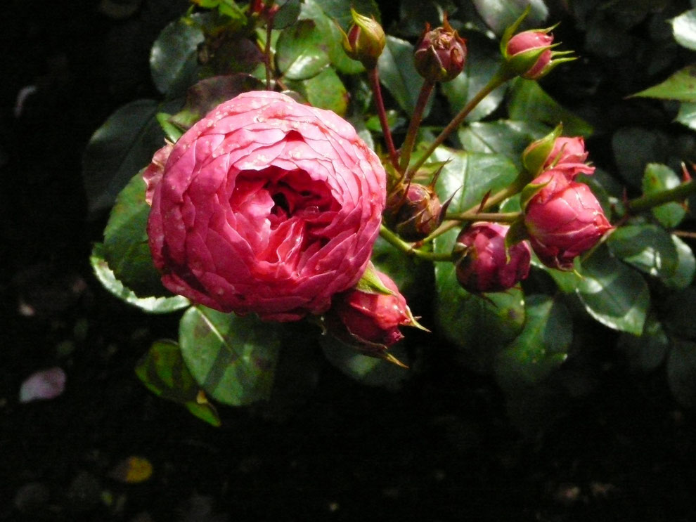 Rose "Benjamin Britten"