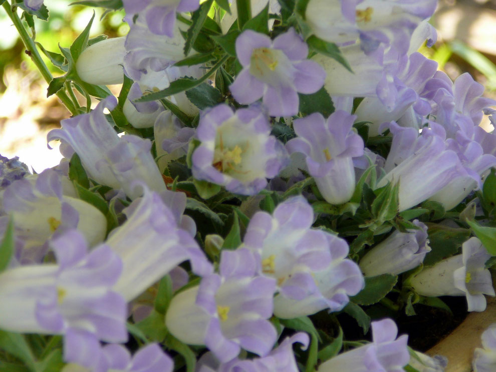 Glockenblume (Campanula)