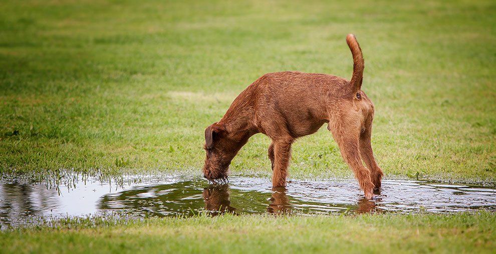 Schleswig Holstein Irish Terrier Friends
