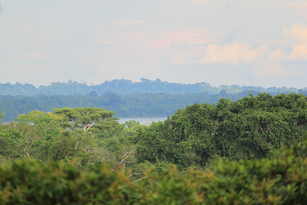Ausflüge in den unberührer Primarregenwald im Amazonasgebiet in Ecuador mit ECUADORline