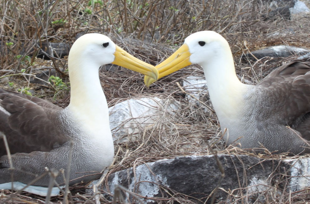 Flitterwochenziele: Galapagos Inseln