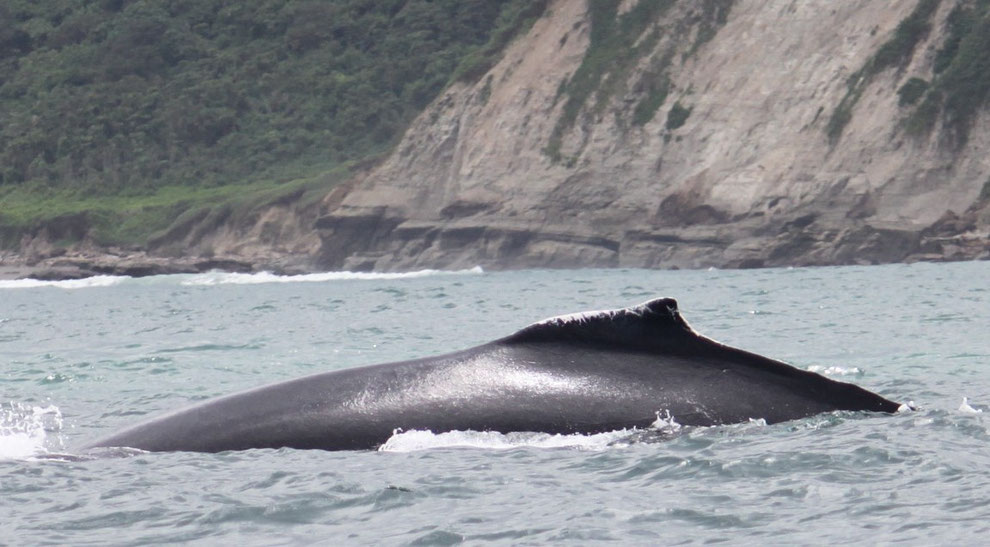 Unglaublich eindrucksvoll: Ein Buckelwal vor der Küste
