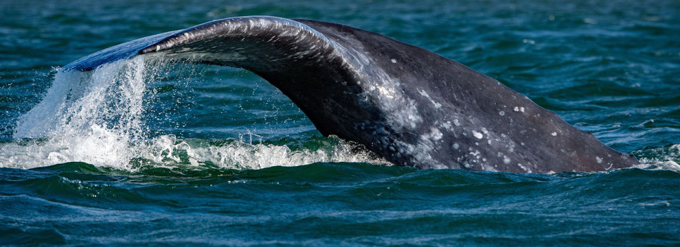 Baleine au large des côtes de Roses - casa bien-être.fr