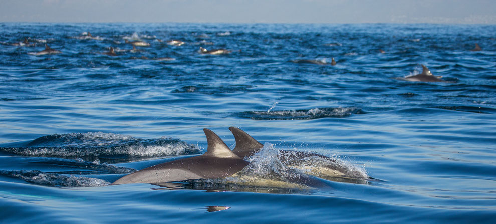 Dauphins au large des côte de Roses Espagne - Casa bien-être Costa brava 