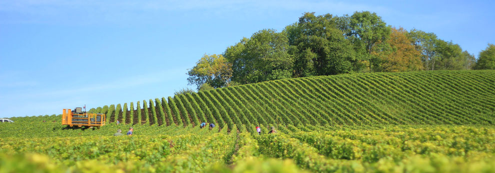 Vigna LU.PA. Azienda Agricola - Vigna
